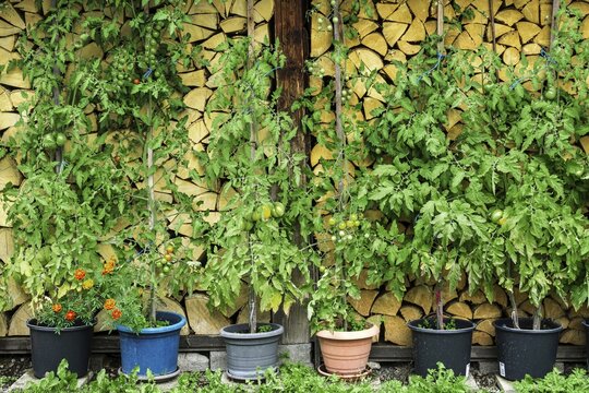 Tomato plants in tubs in front of stacked logs, Oberstdorf, Oberallg&auml;u, Allg&auml;u, Swabia, Bavaria, Germany