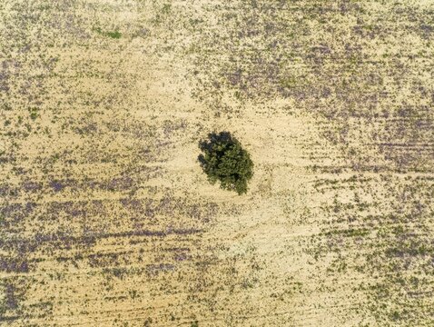 Holm Oak (Quercus ilex) in a field, aerial view, drone shot, Almer&iacute;a province, Andalusia, Spain