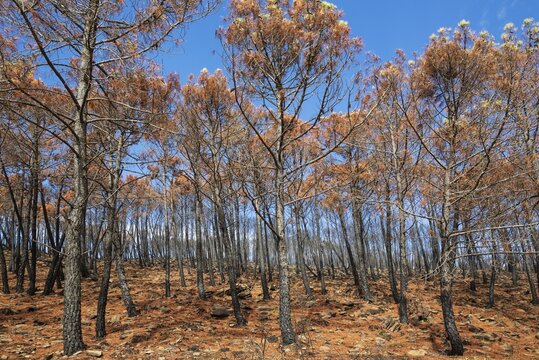 Burned Stone or Umbrella Pines (Pinus pinea) after a forest fire, Sierra Bermeja, M&aacute;laga Province, Andalusia, Spain