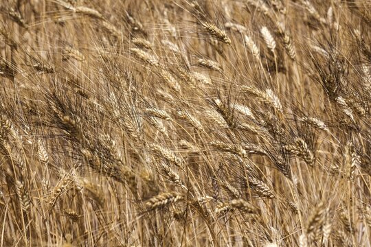 Ripe barley (Hordeum vulgare), Provence, France