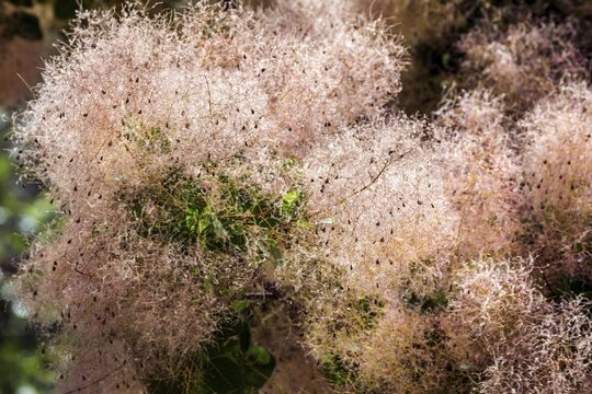 Wig bush (Cotinus coggygria), Verdon Gorge, Provence, France
