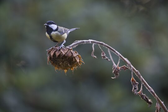 Great tit (Parus major) on sunflower, Emsland, NIedersachsen, Germany