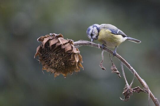 Blue Tit (Parus caerulea), Emsland, Lower Saxony, Germany