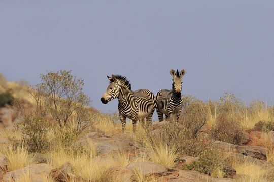Hartmann's mountain zebra (Equus zebra hartmannae), adult, pair, alert, foraging, Tswalu Game Reserve, Northern Cape, South Africa