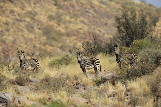 Hartmann's mountain zebra (Equus zebra hartmannae), adult, group, alert, foraging, Tswalu Game Reserve, Northern Cape, South Africa