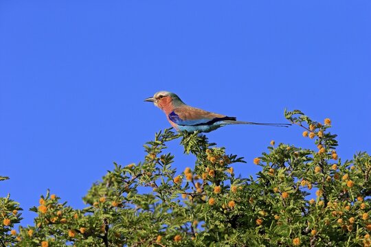 Lilac-breasted roller (Coracias caudata), adult, up tree, alert, Tswalu Game Reserve, Kalahari, Northern Cape, South Africa