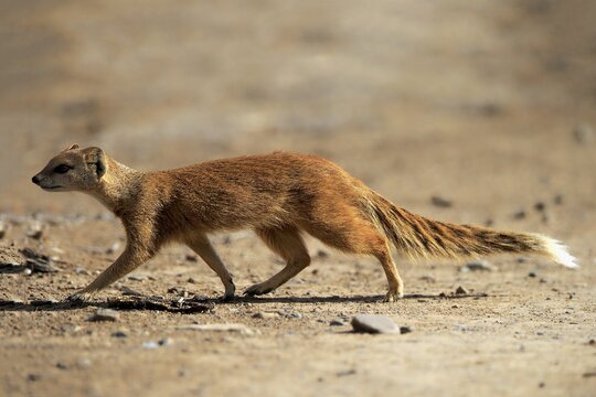 Yellow mongoose (Cynictis penicillata), adult, foraging, Mountain Zebra National Park, Eastern Cape, South Africa