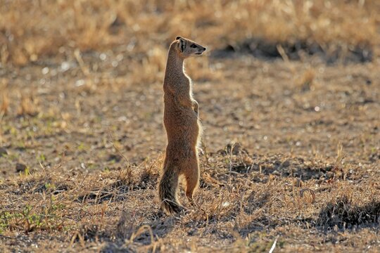 Yellow mongoose (Cynictis penicillata), adult standing upright, alert, Mountain Zebra National Park, Eastern Cape, South Africa