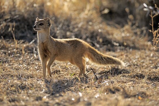 Yellow mongoose (Cynictis penicillata), adult, alert, Mountain Zebra National Park, Eastern Cape, South Africa