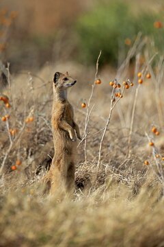 Yellow mongoose (Cynictis penicillata), adult standing upright, alert, Mountain Zebra National Park, Eastern Cape, South Africa