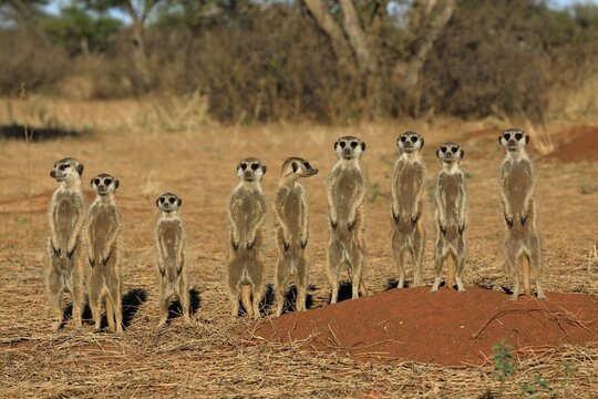 Meerkats (Suricata suricatta), meerkat, adult, group, family, standing upright, alert, on guard, on burrow, Tswalu Game Reserve, Kalahari, Northern Cape, South Africa
