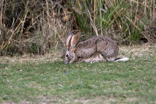 Scrub hare (Lepus saxatilis), adult feeding, foraging, Cape of the Good Hope, Western Cape, South Africa