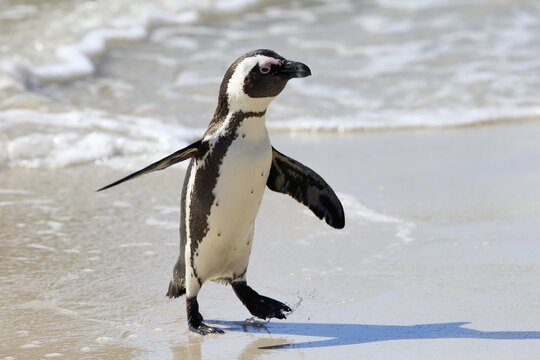 African penguin (Spheniscus demersus), adult, on the beach, coming out of the water, running, spreading wings, Boulders Beach, Simonstown, Western Cape, South Africa