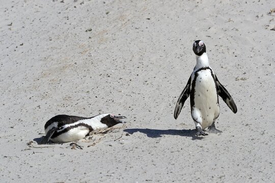 African penguin (Spheniscus demersus), adult, two, on nest, breeding, looming, Boulders Beach, Simon's Town, Western Cape, South Africa