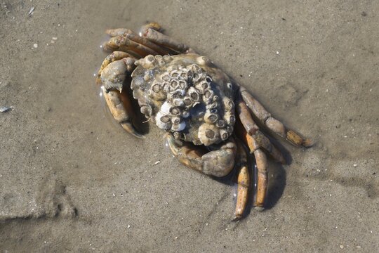 Barnacle (Semibalanus balanoides) stung crab (Cancer pagurus), Langeoog, Lower Saxony, Germany