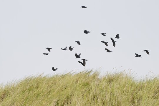 Flock of western jackdaws (Corvus monedula) over dune, Langeoog, Lower Saxony, Germany