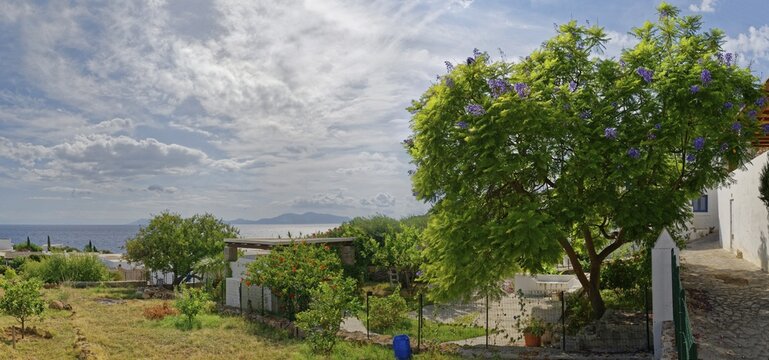 Noble common lilac (Syringa vulgaris) tree with view of Isola di Basiluzzo and Vulcano, Panarea, Aeolian Islands, Calabria, Sicily, Italy