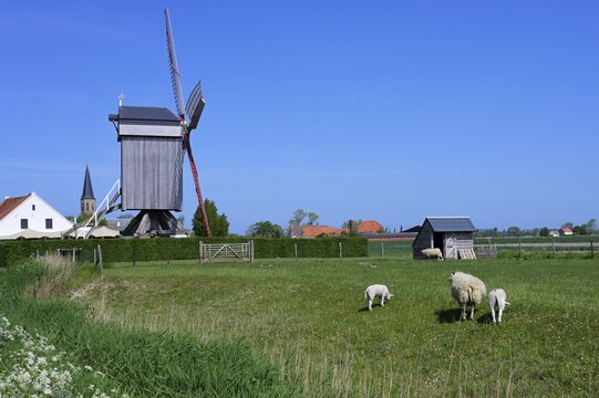 Sheep grazing in the polder in front of the windmill Geersensmolen, Klemskerke, Ostende, Belgium