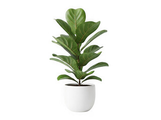A green ficus plant in a white pot, isolated on transparent background