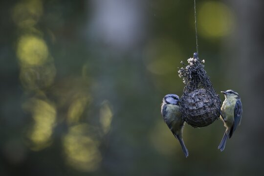 Blue tits (Parus caerulea) at the Tit Dumpling, Emsland, Lower Saxony, Germany