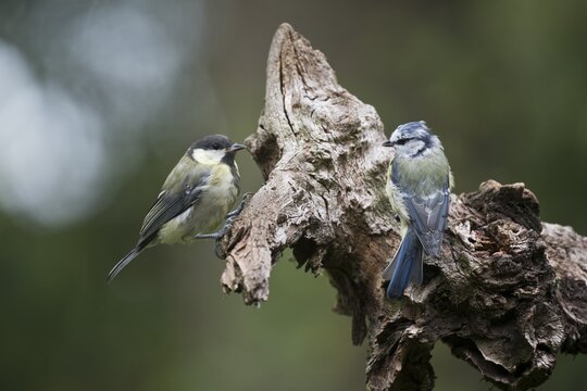 Great Tit (Parus major) and Blue Tit (Parus caerulea), Emsland, NIedersachsen, Germany
