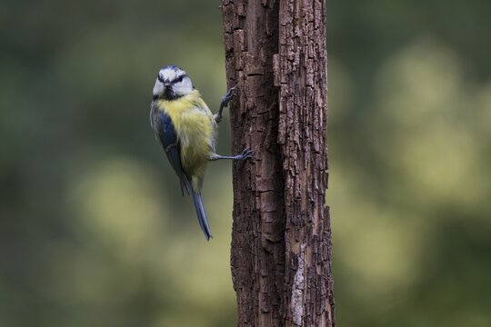 Blue Tit (Parus caerulea), Emsland, Lower Saxony, Germany