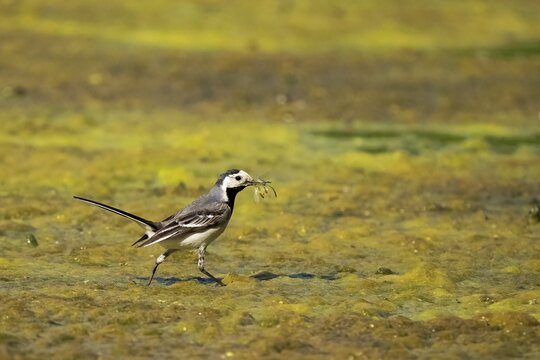 White wagtail (Motacilla alba), with prey insects in its beak, walking over algae bloom on water, Hesse, Germany