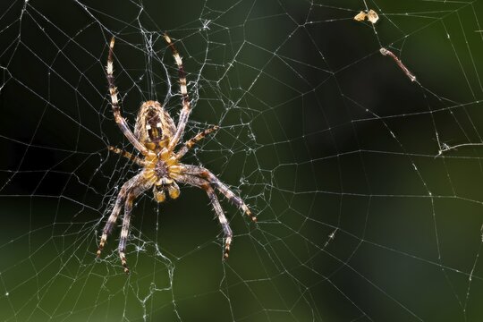 European garden spider (Araneus diadematus), underside, in spider web, Germany
