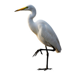 Fototapeta premium White heron isolated on transparent background