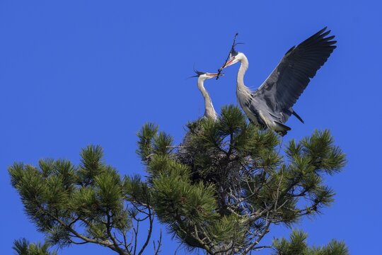 Grey heron (Ardea cinerea), passing twig to its mate for nest building in a pine tree, blue sky, biosphere reserve, Swabian Alb, Baden-W&uuml;rttemberg, Germany
