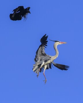 Grey heron (Ardea cinerea), being attacked by a raven (Corvus c. corone), biosphere reserve, Swabian Alb, Baden-W&uuml;rttemberg, Germany