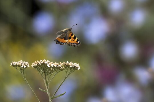 Small tortoiseshell (Aglais urticae), butterfly, flying, Hesse, Germany