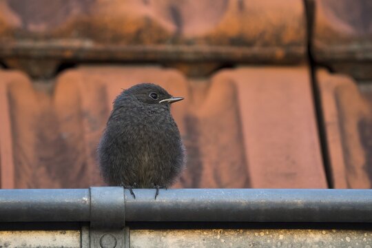 Black Redstart (Phoenicurus ochruros), young bird standing on gutter, Hesse, Germany