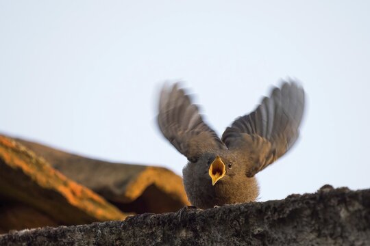 Black Redstart (Phoenicurus ochruros), young bird standing on house roof begging for food, Hesse, Germany