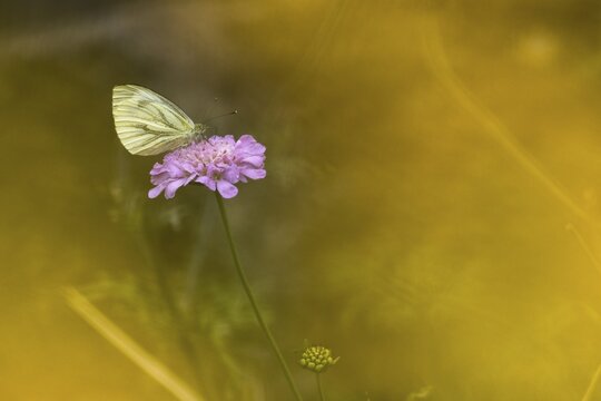Green-veined white (Pieris napi) or green vein white butterfly on scabious, Hesse, Germany