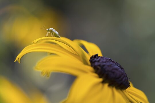 Common meadow bug (Lygus pratensis) on coneflower (Echinacea), Hesse, Germany
