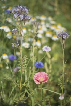 Poppy flowers (Papaver rhoeas) and lacy phacelia (Phacelia tanacetifolia), Emsland, Lower Saxony, Germany