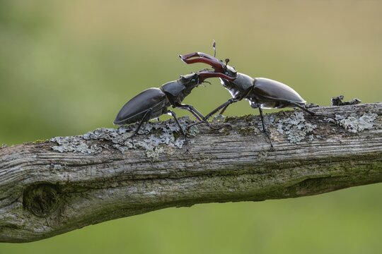Stag beetle (Lucanus cervus), two males fighting on a lichen-covered branch, biosphere area, Swabian Alb, Baden-W&uuml;rttemberg, Germany