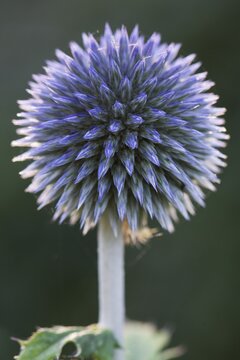 Small globe thistle (Echinops ritro), Emsland, Lower Saxony, Germany