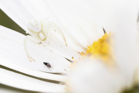 Goldenrod crab spider (Misumena vatia) lurking for flies on daisy flower, Hesse, Germany