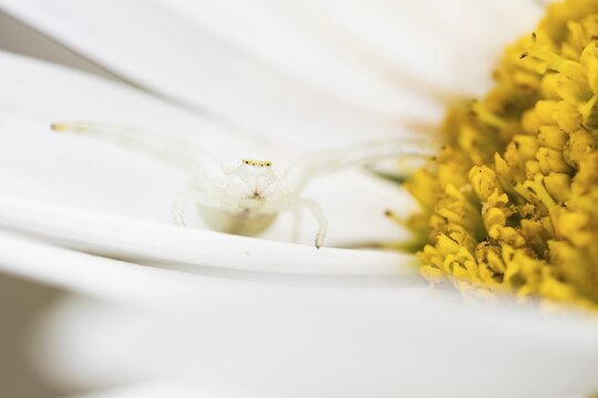 Goldenrod crab spider (Misumena vatia) in lurking position on daisy flower, Hesse, Germany