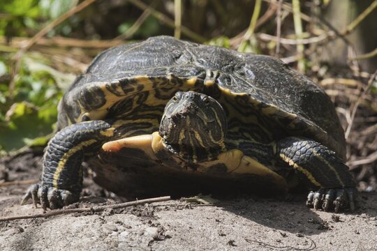 Red-cheeked slider (Trachemys scripta elegans) turtle laying eggs, Emsland, Lower Saxony, Germany