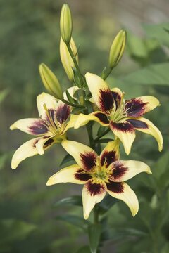 Lily (Lilium), cultivar Verano, Emsland, Lower Saxony, Germany