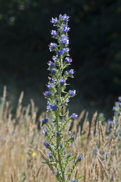 Viper's bugloss (Echium vulgare), Emsland, Lower Saxony, Germany