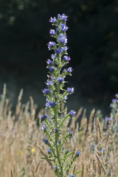Viper's bugloss (Echium vulgare), Emsland, Lower Saxony, Germany