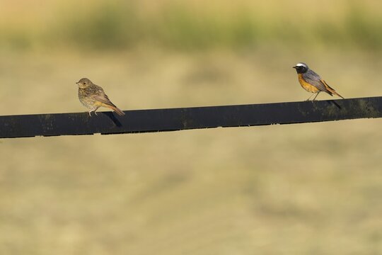 Redstart (Phoenicurus phoenicurus), young bird and adult male, standing on metal strut, Meerbruchwiesen, Steinhuder Meer, Lower Saxony