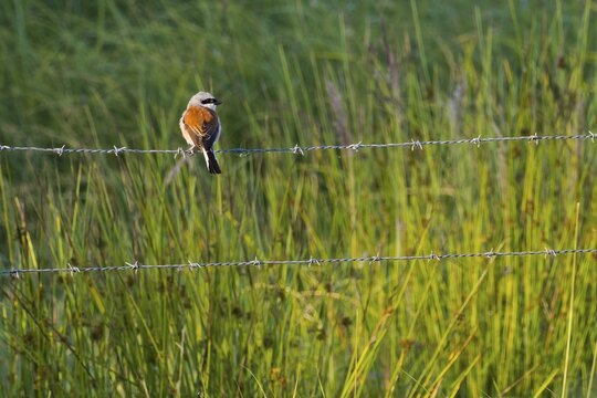 Red-backed Shrike (Lanius collurio), male, standing on barbed wire fence, Hesse, Germany