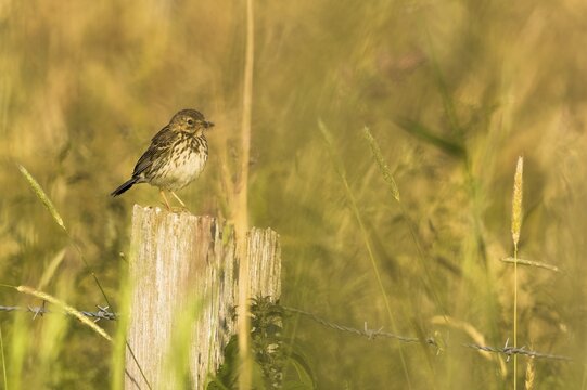 Meadow pipit (Anthus pratensis), standing on a wooden pole, with prey in its beak, Meerbruchwiesen, Steinhuder Meer, Lower Saxony