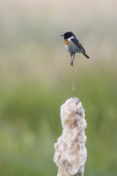 Stonechat (Saxicola rubicola), male, standing on a seed stand of the common bulrush (Typha latifolia), Meerbruchwiesen, Steinhuder Meer, Lower Saxony