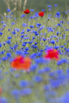 Corn poppy (Papaver rhoeas) and cornflowers (Centaurea cyanus), Hesse, Germany